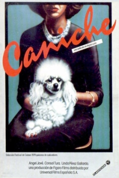 Poster Caniche