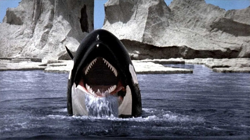 Final de Orca, la ballena asesina explicado