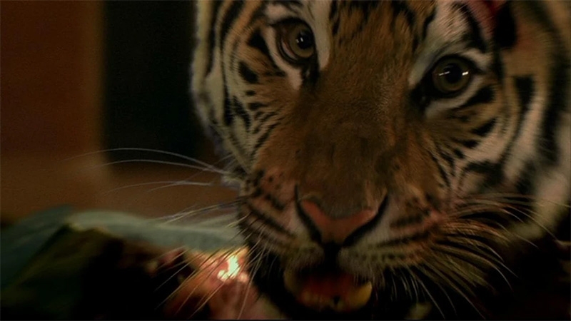 El tigre acechando a Tom y Kelly