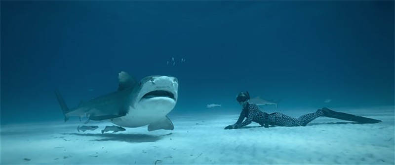 Encantadora de tiburones  de Netflix