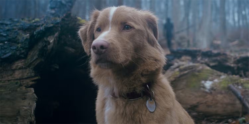 Good Boy Indy perro final explicado
