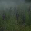 Vinyan: Lost Souls