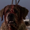 Cujo (Remake)