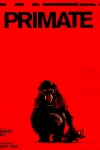 Primate
