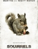 Squirrels
