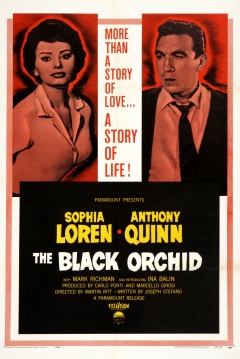Poster Orquidea Negra
