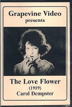Poster Flor de Amor