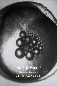 Poster Stickelback Eggs