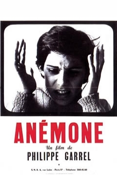 Poster Anémone