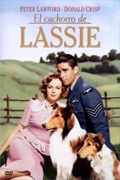 Poster El Cachorro de Lassie