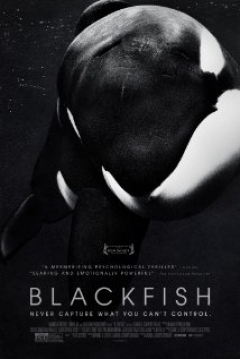 Poster Blackfish