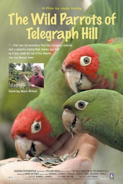 Poster The Wild Parrots Of Telegraph Hill