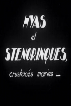 Poster Hyas and Stenorhynchus, marine crustaceans