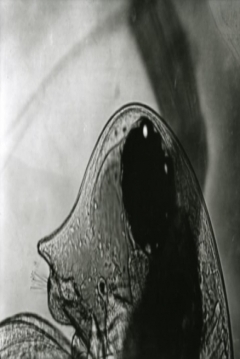 Poster Daphnia