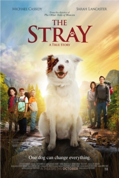 Poster The Stray