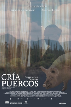 Poster Cría Puercos