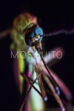 Poster Mosquito