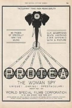 Poster Protéa