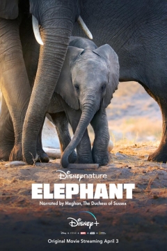 Poster Los Elefantes