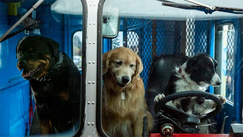 Final de Como Perros y Gatos 3 explicado