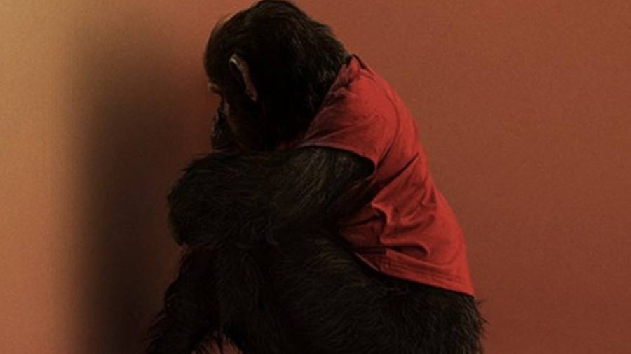 “Primate” mueve su fecha y llegará a los cines en febrero